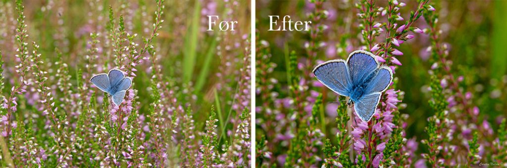 Blåfugl før og efter billedredigering af Carsten Nielsen