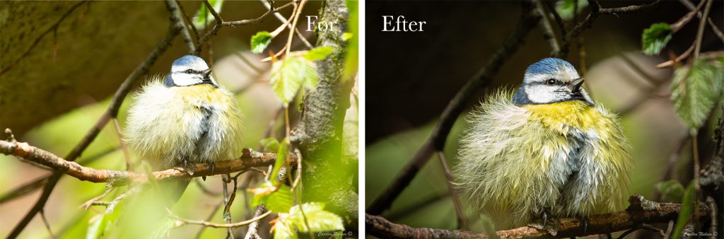 Blåmejse før og efter billedredigering af Carsten Nielsen