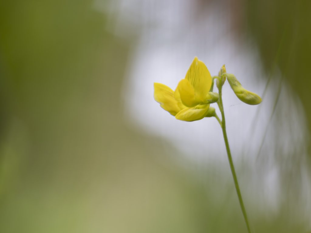 "Naturen tæt på" Kunsten i at fotografere naturen med Ard Jongsma af Grethe Larsen