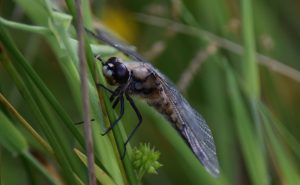 DSC_8064 DSC_8064