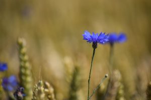 DSC_8152 DSC_8152