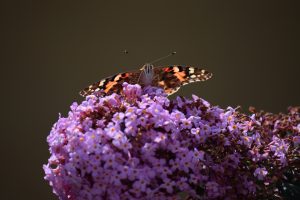 DSC_8624 DSC_8624