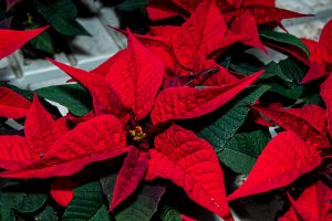 DSC_8074 DSC_8074