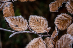 DSC_7950 DSC_7950