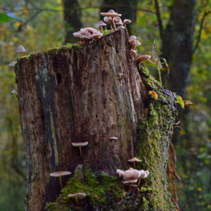 3 Naturens stilleben 3 Naturens stilleben