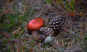 4 Stilleben i naturen 4 Stilleben i naturen