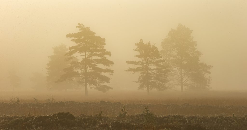 "Naturen tæt på" af Ulrik Wulf Nielsen