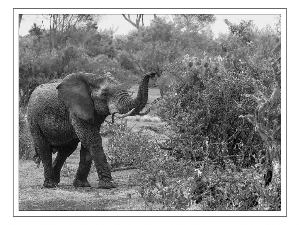 Månedens print marts 2024. Elefant i Kenya af Grethe Larsen