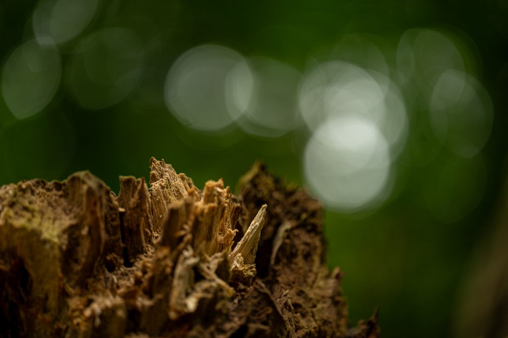 "Naturen tæt på" Kunsten i at fotografere naturen med Ard Jongsma af Inga Nielsen