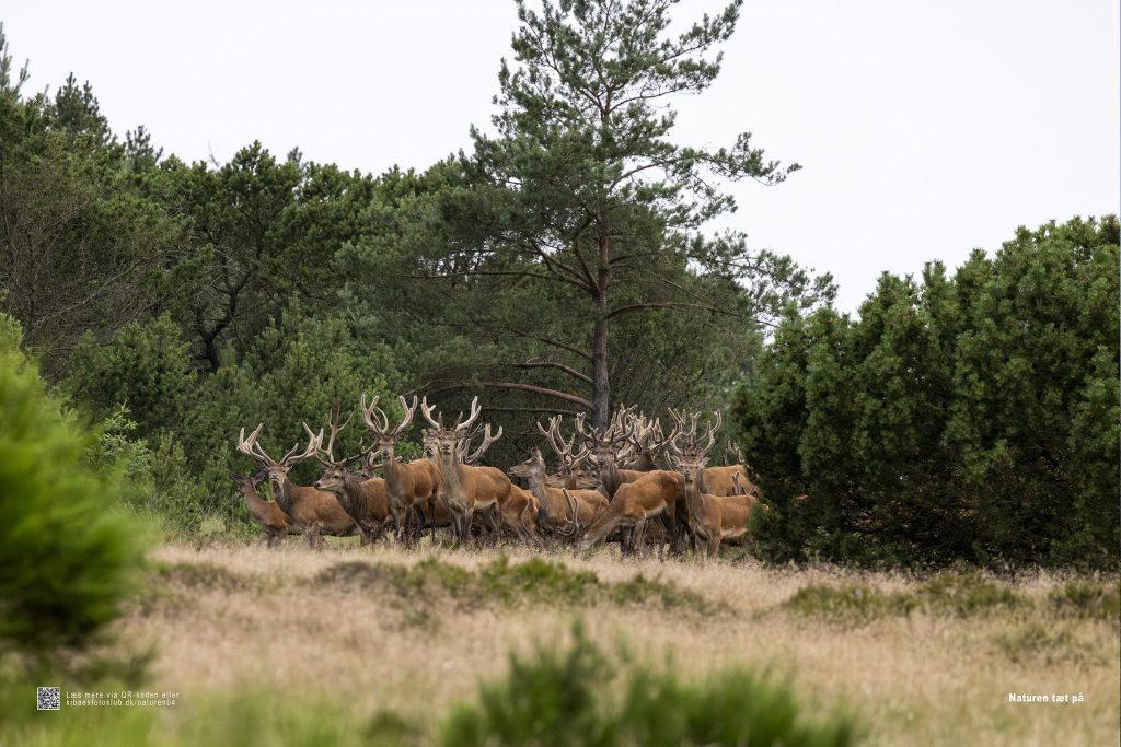 "Naturen tæt på" Permanent udstilling i Det Gule Hus